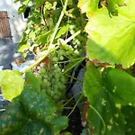 Im Seidlerhof Mit Balkon Und Garten Apartamento