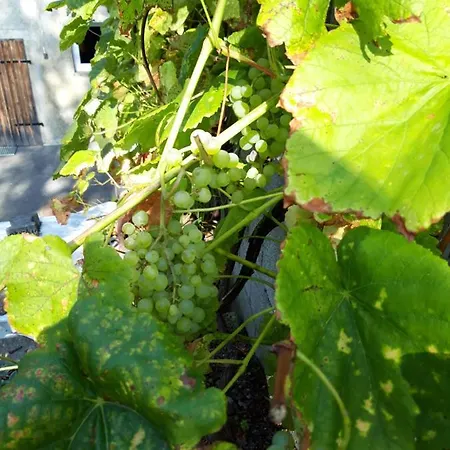 Im Seidlerhof Mit Balkon Und Garten דירה